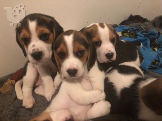 BEAGLE Κουτάβια διαθέσιμα